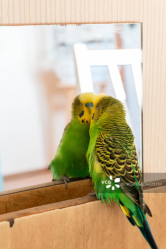 鹦鹉在镜子中看着自己的倒影图片素材