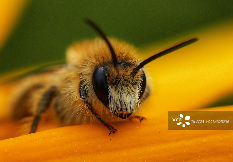 蜜蜂在鲜艳的黄色花朵上的特写镜头图片素材