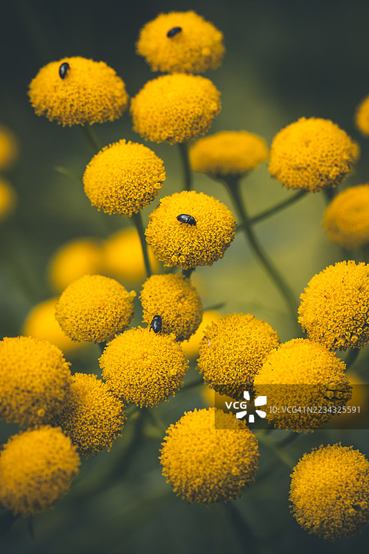黄蓍花与甲虫的特写镜头图片素材