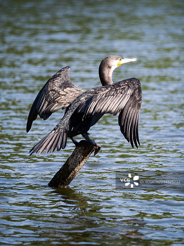 鸬鹚栖息在水中的木头上图片素材