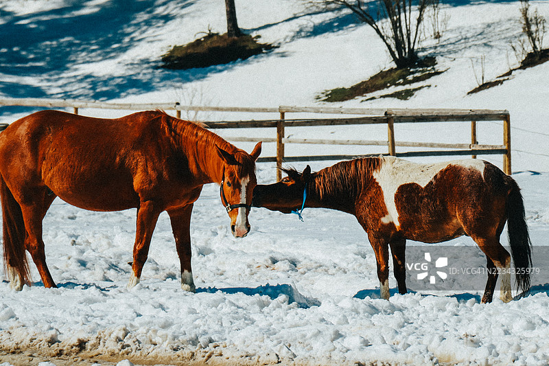 两匹马站在雪地里，旁边有一座木栅栏。图片素材
