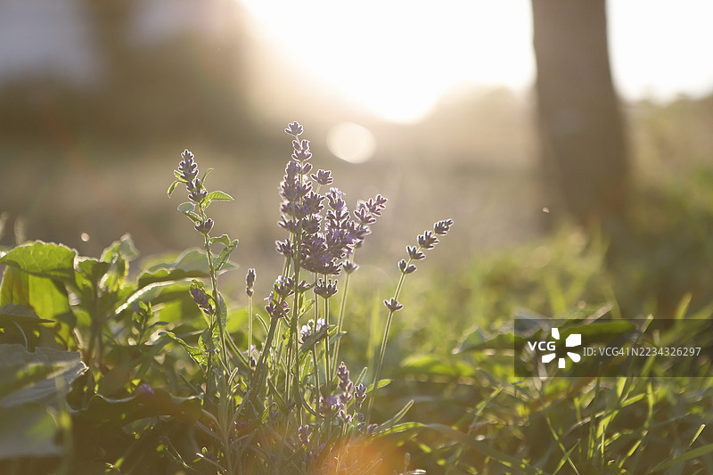 阳光照耀下的薰衣草花田图片素材