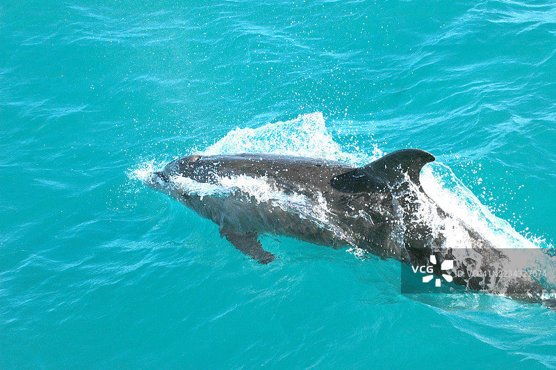 海豚游泳图片素材
