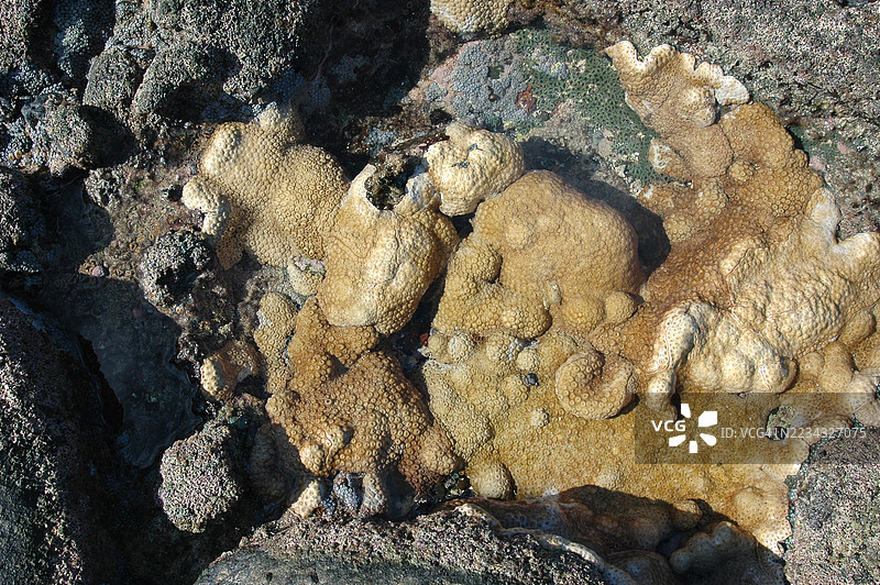 海洋珊瑚图片素材