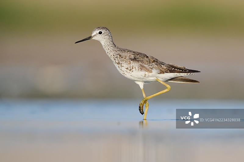 海岸线上行走的沙鸥特写镜头图片素材