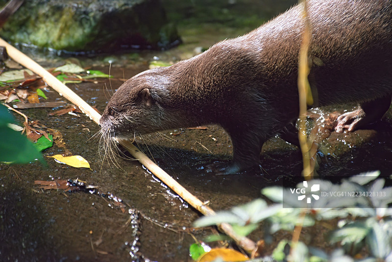 特写镜头，一只水獭在自然栖息地饮水图片素材
