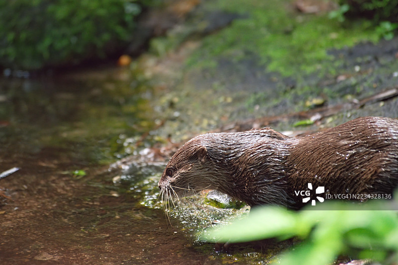 葱郁森林中，溪流旁的水獭特写图片素材