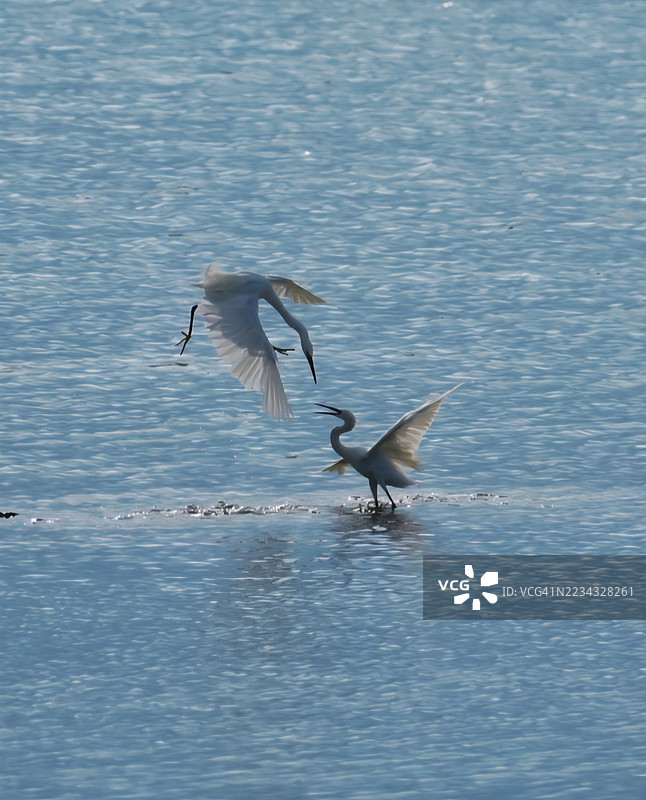 两只白鹭在水面上互动图片素材