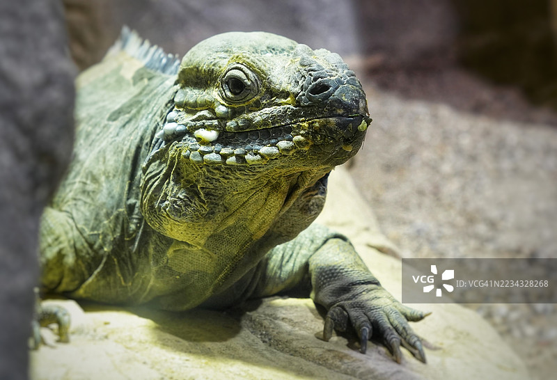 休息在岩石上的蜥蜴特写镜头图片素材