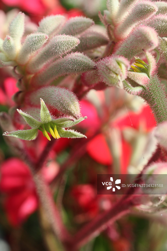 鲜艳红色背景下的袋鼠爪花特写图片素材