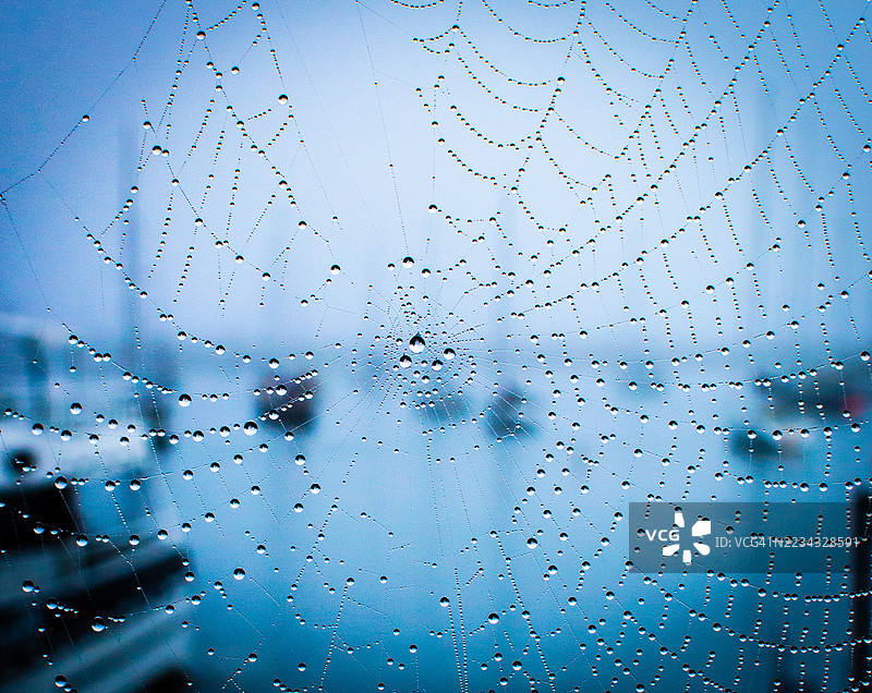 露珠覆盖的蜘蛛网与模糊背景相映衬图片素材