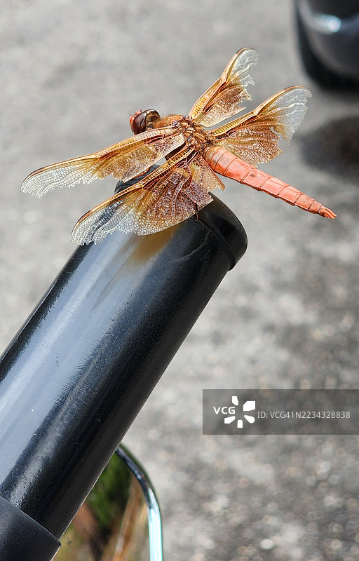 蜻蜓栖息在金属管上图片素材