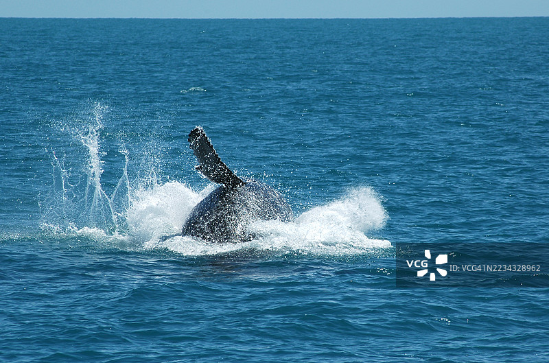 座头鲸跃出水面图片素材