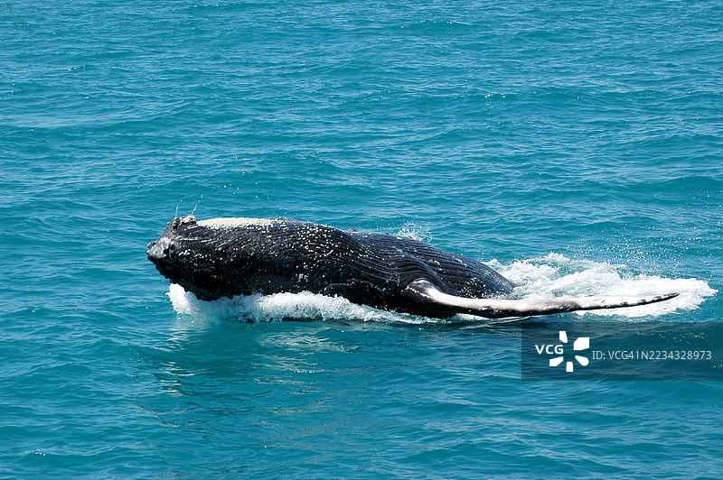 座头鲸跃出水面图片素材