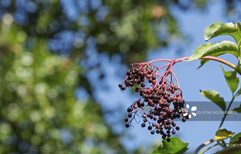 黑接骨木（Sambucus nigra BLACK LACE），水果摊，北莱茵-威斯特法伦，德国图片素材