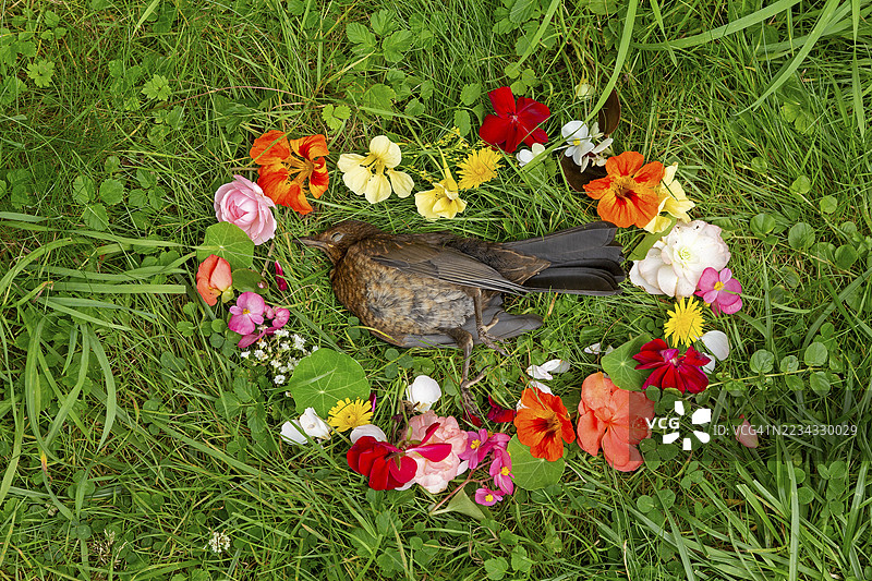 为死去的黑鸫(Turdus merula)装饰的花卉,黑鸫之死,西弗森,罗森加滕,下萨克森,德国图片素材