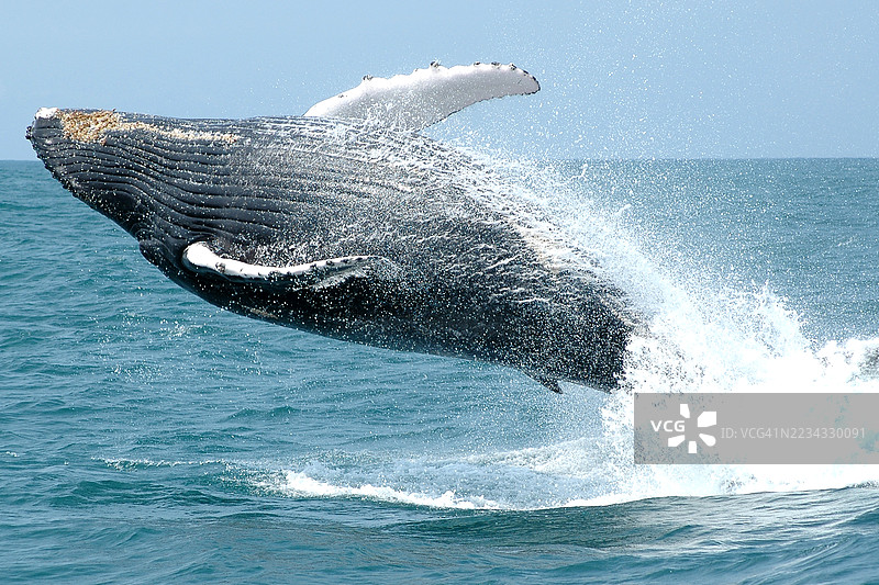 座头鲸跃出水面图片素材