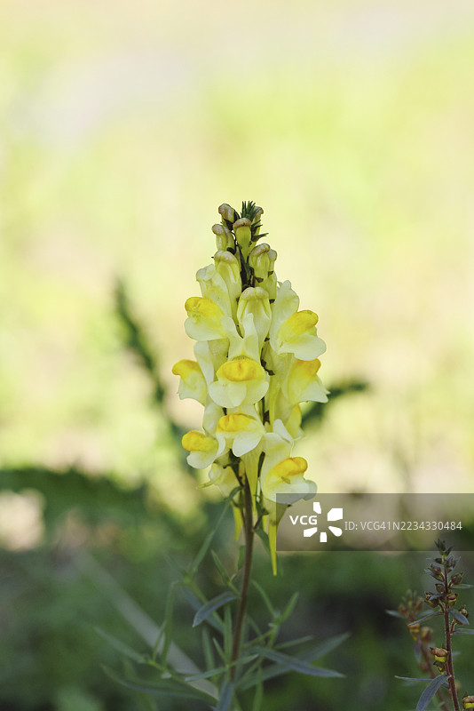 常见的蛤蟆草，也称为小蛤蟆草（Chaenorhinum minus）和女郎亚麻（Linaria vulgaris），药用植物，路边开花，德国北莱茵-威斯特法伦州威尔斯多夫。图片素材