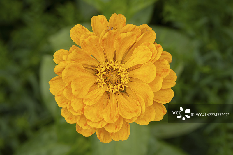 盛开的黄色百日草（Zinnia elegans）在模糊的绿色背景中，地点：奥地利下奥地利州诺因基兴。图片素材