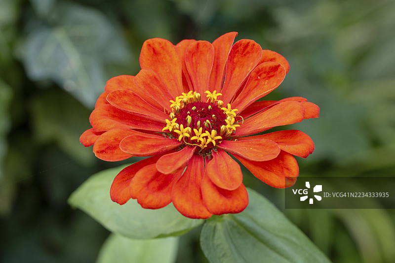 红色百日草(Zinnia elegans)在绿色环境中盛开,地点:奥地利下奥地利州诺因基兴。图片素材