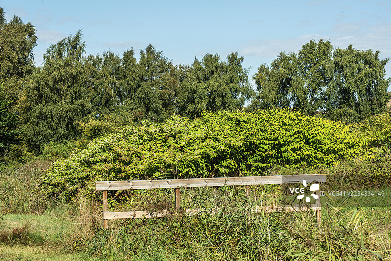 开花的日本虎杖（Fallopia Japonica），在瑞典斯科纳县雅斯塔德的草地上生长，这是一种入侵植物。图片素材