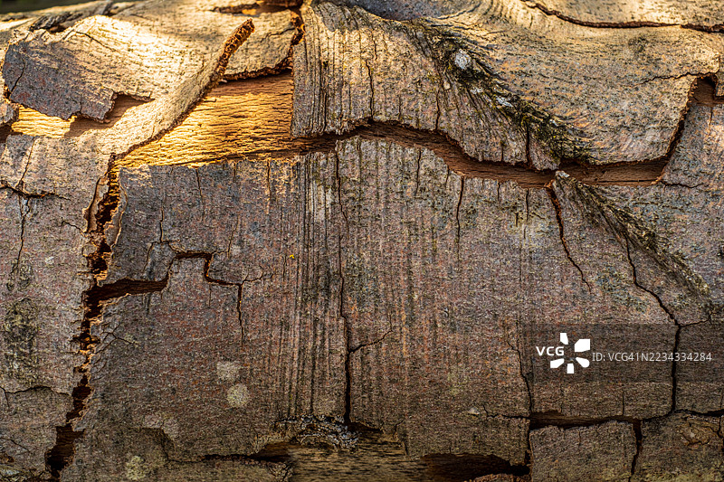 老旧的裂纹树皮图片素材