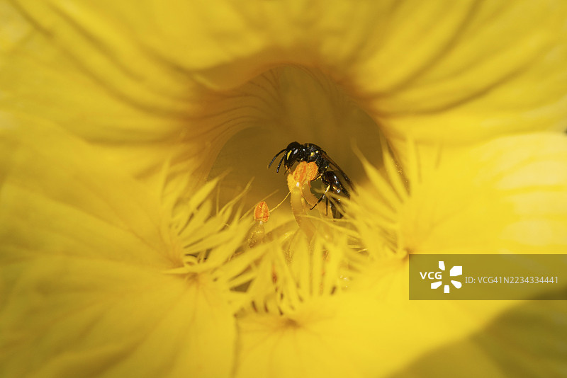 野生蜜蜂(Apidae)在黄花金莲花(Tropaeolum)上的特写,地点:奥地利下奥地利州诺因基兴图片素材