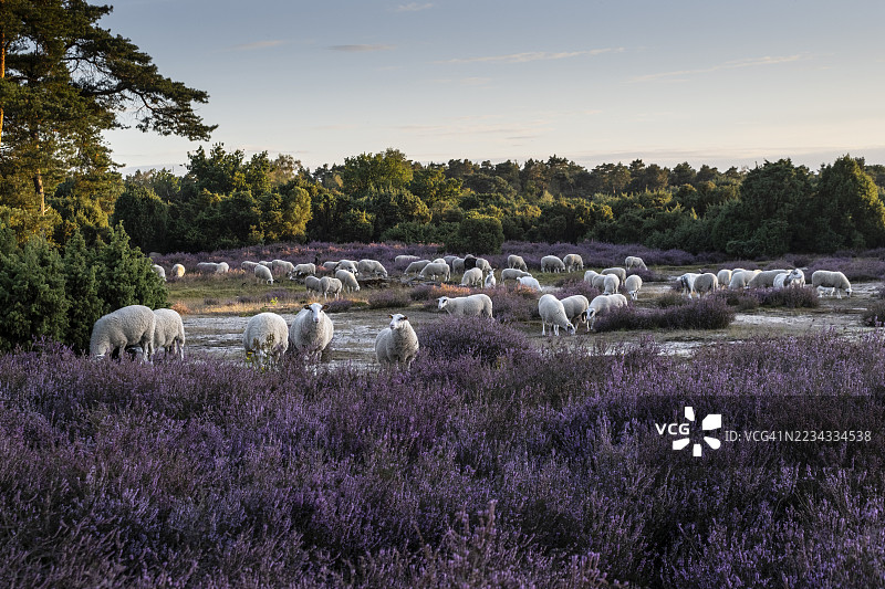 Bentheimer Landschafe（戈梅利羊），埃姆斯兰，下萨克森州，德国图片素材
