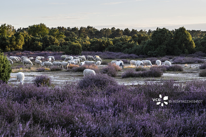 Bentheimer Landschafe（戈梅利羊），德国下萨克森州，埃姆斯兰图片素材
