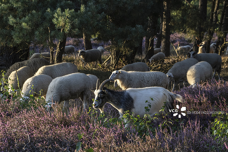 Bentheimer Landschafe（戈梅利羊）和山羊（家山羊），德国下萨克森州埃姆斯兰图片素材