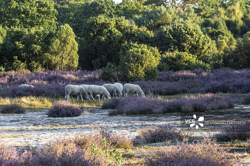 Bentheimer Landschafe（戈梅利羊），埃姆斯兰，下萨克森州，德国图片素材