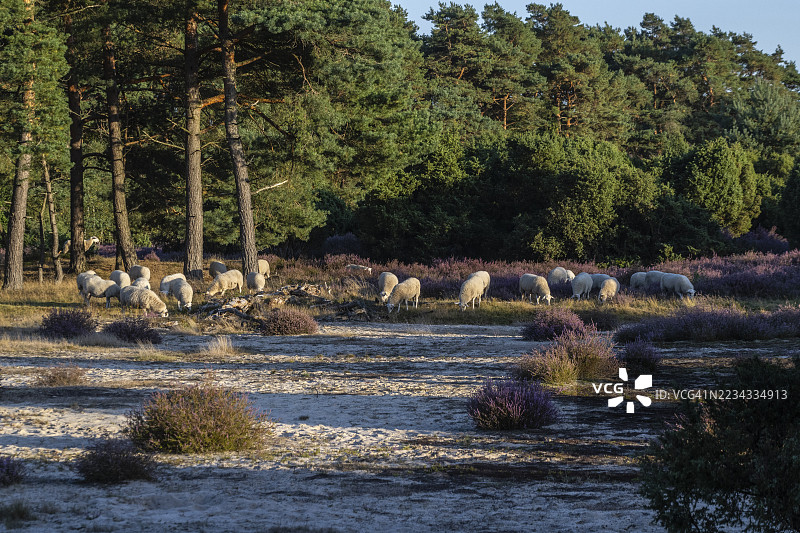 Bentheimer Landschafe（戈梅利羊），埃姆斯兰，下萨克森州，德国图片素材