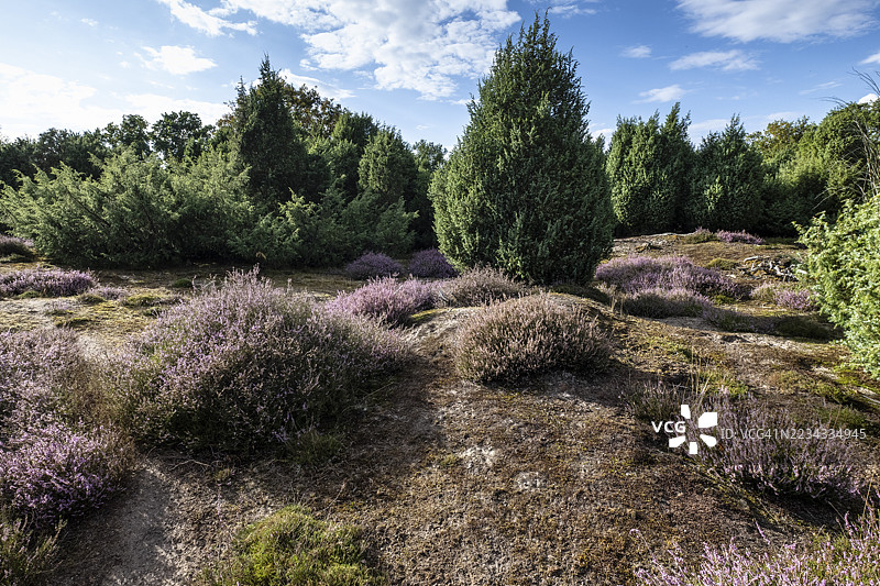 海斯草原，石楠（Calluna vulgaris），埃姆斯兰，下萨克森，德国图片素材