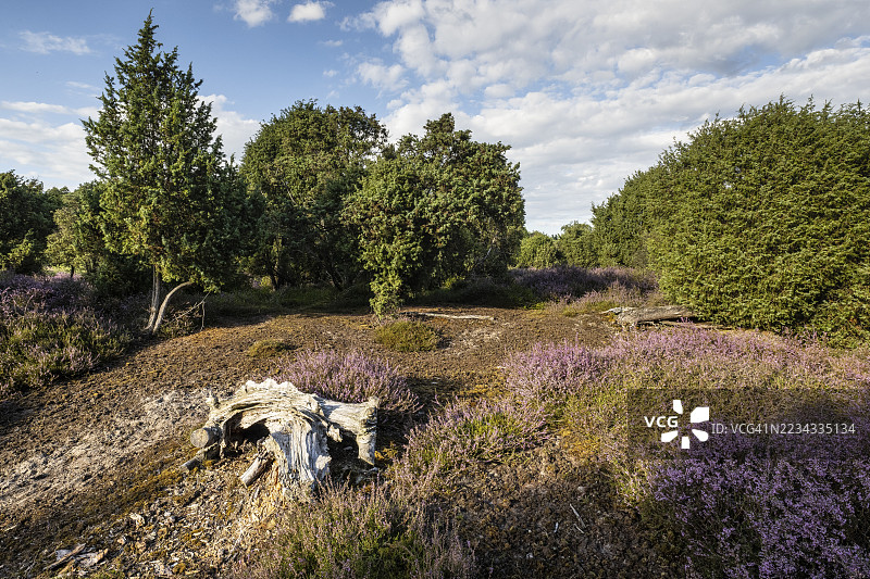 海斯草原，石楠（Calluna vulgaris），埃姆斯兰，下萨克森，德国图片素材