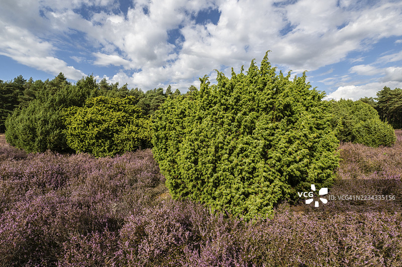 海斯风景，石楠（Calluna vulgaris），埃姆斯兰，下萨克森，德国图片素材