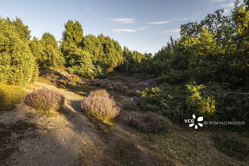 海斯特景观，石南花（Calluna vulgaris），埃姆斯兰，下萨克森，德国图片素材