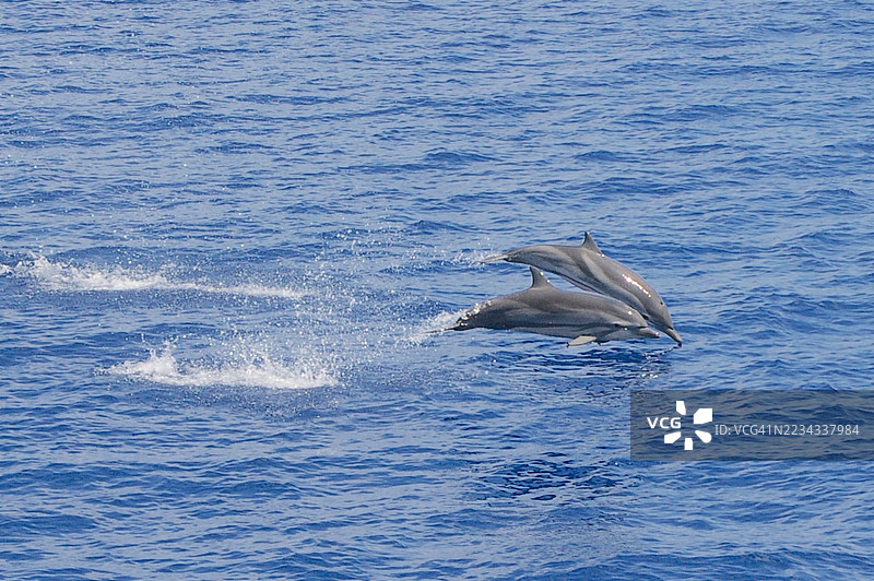 两只条纹海豚高速跳跃。图片素材