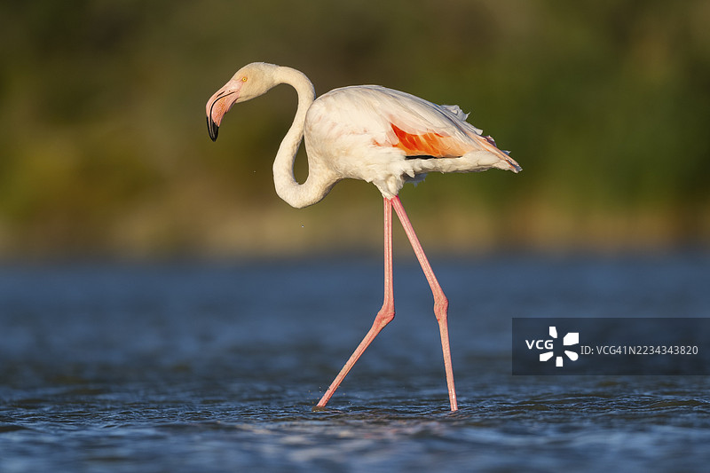 大火烈鸟(Phoenicopterus roseus)在法国卡马尔格地区自然公园的日落时分在水中行走图片素材