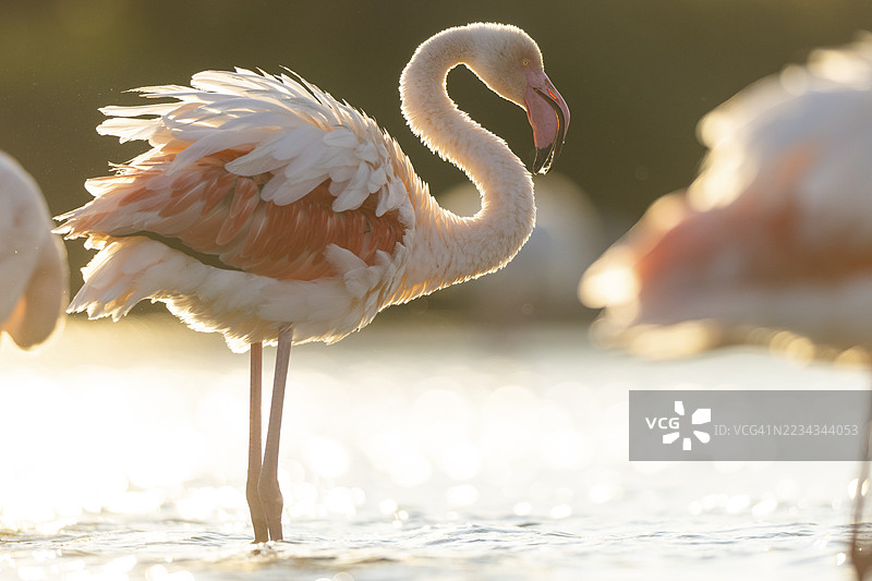 大火烈鸟(Phoenicopterus roseus)在法国卡马尔格地区自然公园的日落时分站在水中图片素材