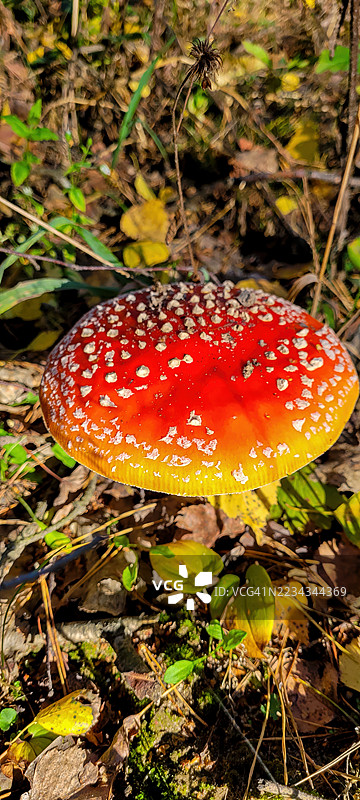 秋日森林中鲜艳的毒蝇伞蘑菇图片素材