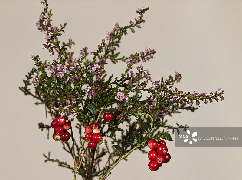 红色浆果和紫色花朵在树枝上的特写图片素材
