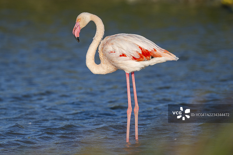 大火烈鸟(Phoenicopterus roseus)站在水中,法国卡马尔格地区自然公园图片素材