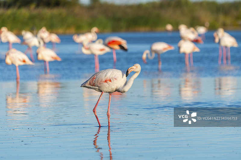大火烈鸟(Phoenicopterus roseus)站在水中,法国卡马尔格地区自然公园图片素材