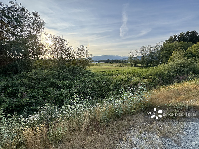 日落时分的田野和树木风景图片素材