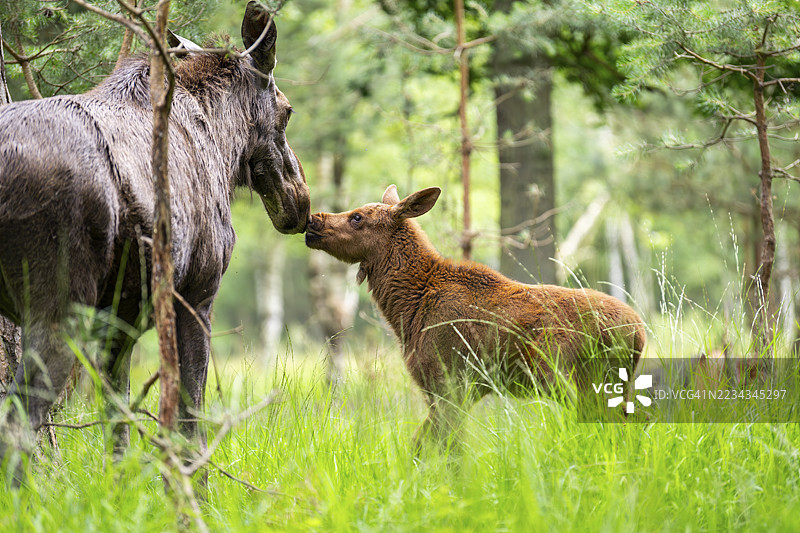 欧亚驼鹿（Alces alces）母亲与她的小鹿在德国黑森州的森林中度过初夏时光。图片素材