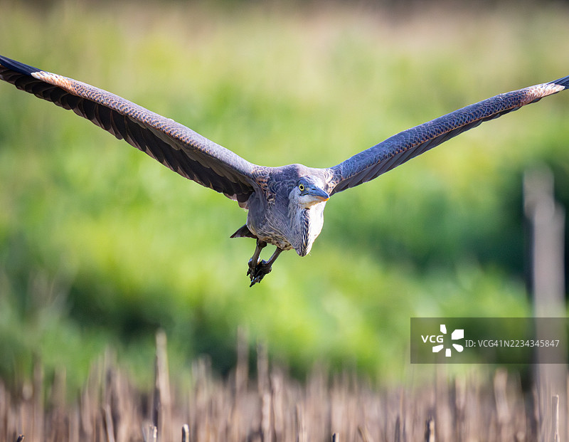 大蓝鹭在田野上空飞翔图片素材