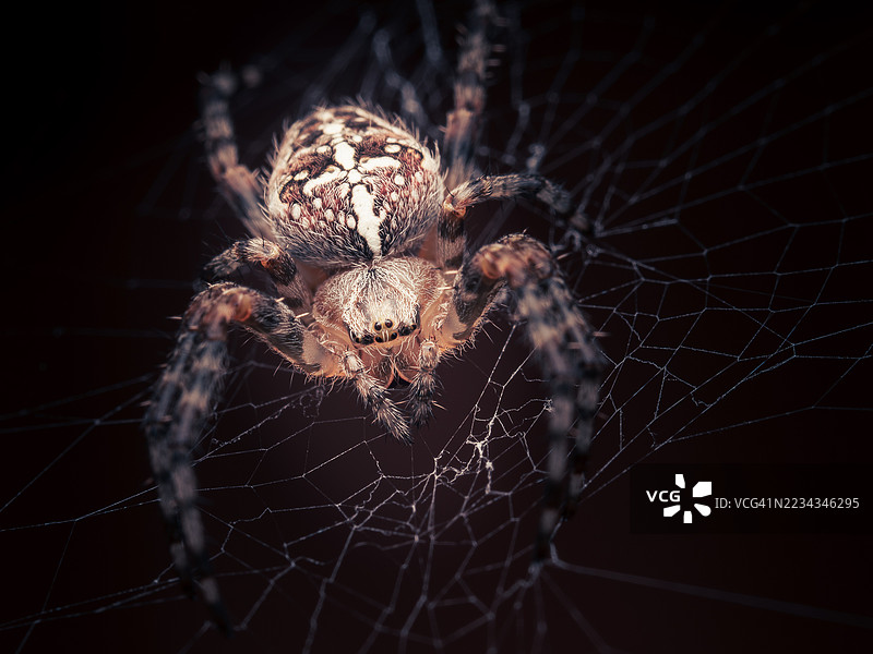 黑暗环境中蜘蛛在其网上的特写镜头图片素材