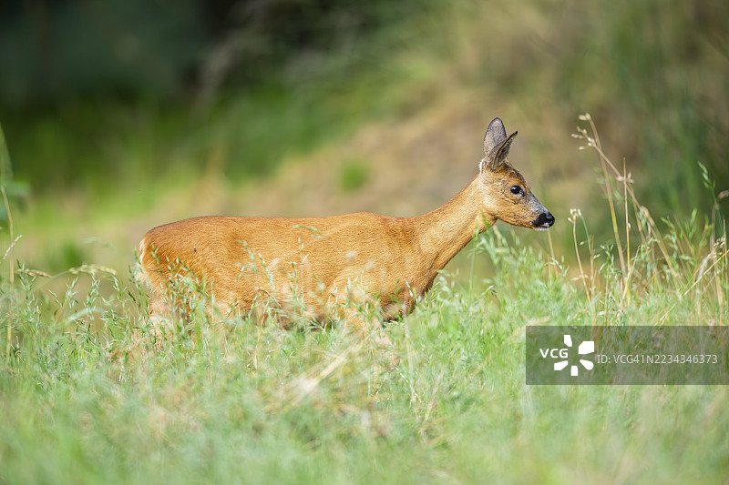 夏季,德国黑森州的草地上行走的欧洲狍(Capreolus capreolus)图片素材