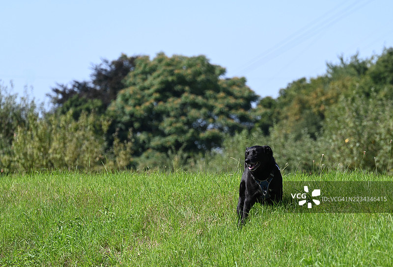 一只黑色的拉布拉多寻回犬站在草地上图片素材