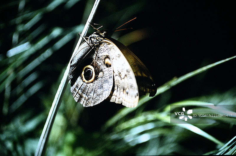 蝴蝶栖息在植物上的特写镜头图片素材